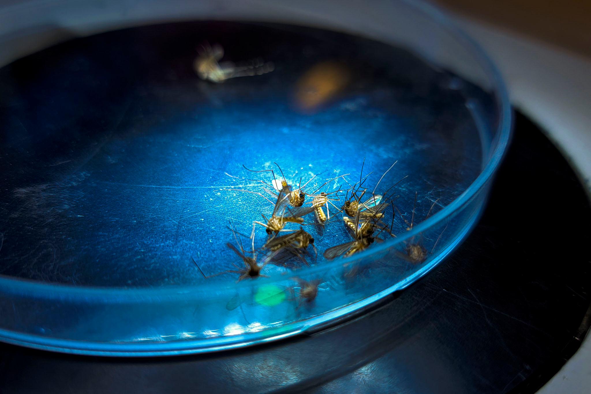 A pile of dead mosquitoes in a dish, lit by the light of a microscope above.